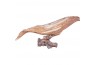 Sculpture Baleine en bois 50 cm